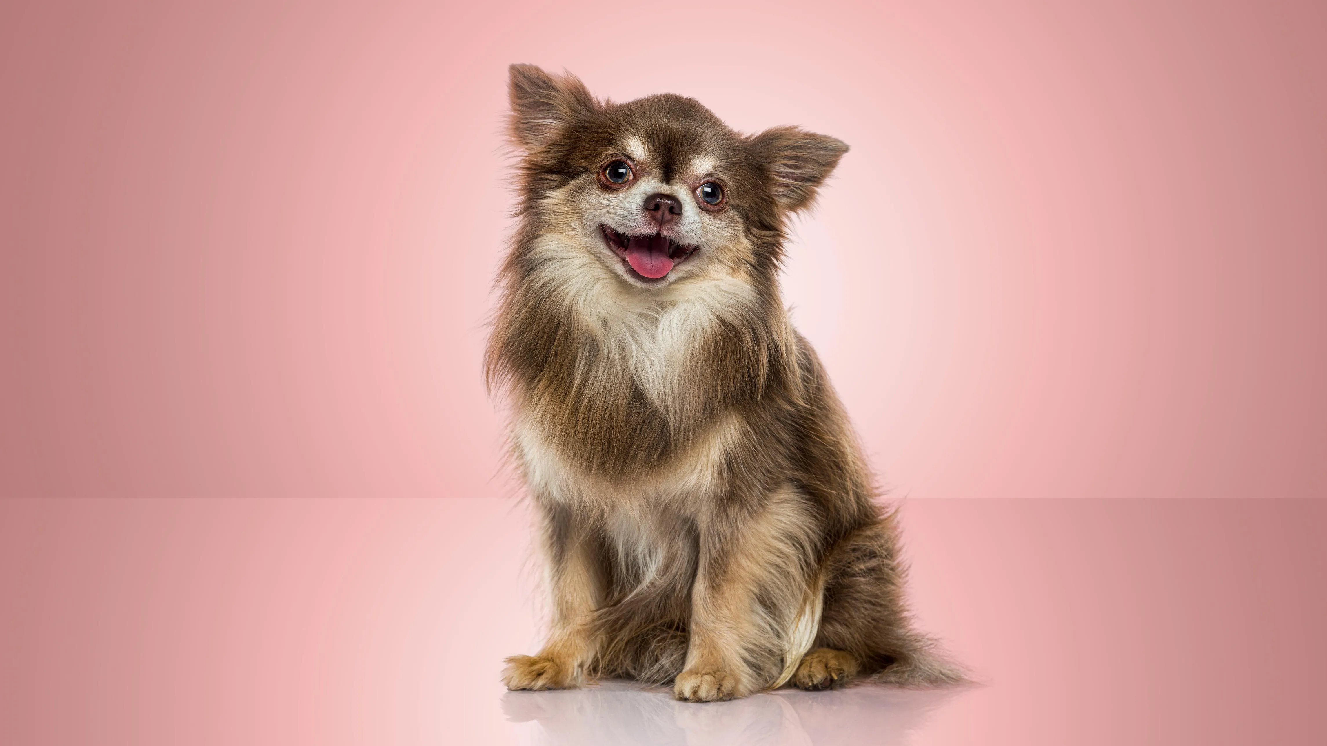 The best pet insurance in Vermont for 2026