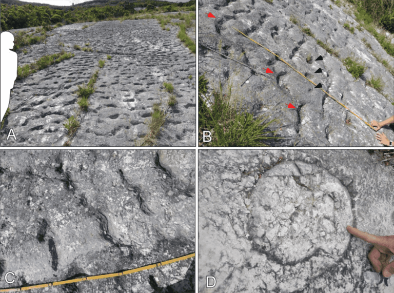 These footprints may be a massive turtle stampede from 80 million years ago
