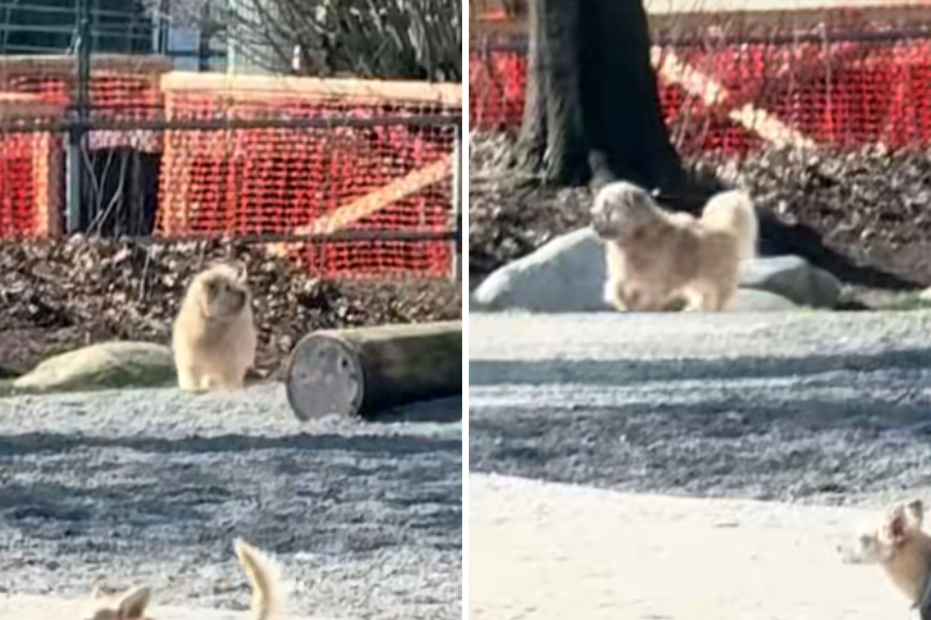 Moment rescue dog thinks he's being abandoned again at park breaks hearts