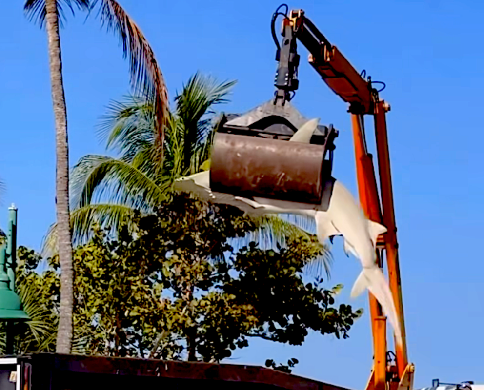 300-pound hammerhead shark dragged off Florida beach by tractor (video)<br><br>