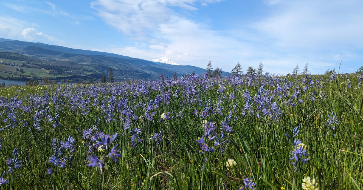 This Washington destination is one of the best places for wildflowers