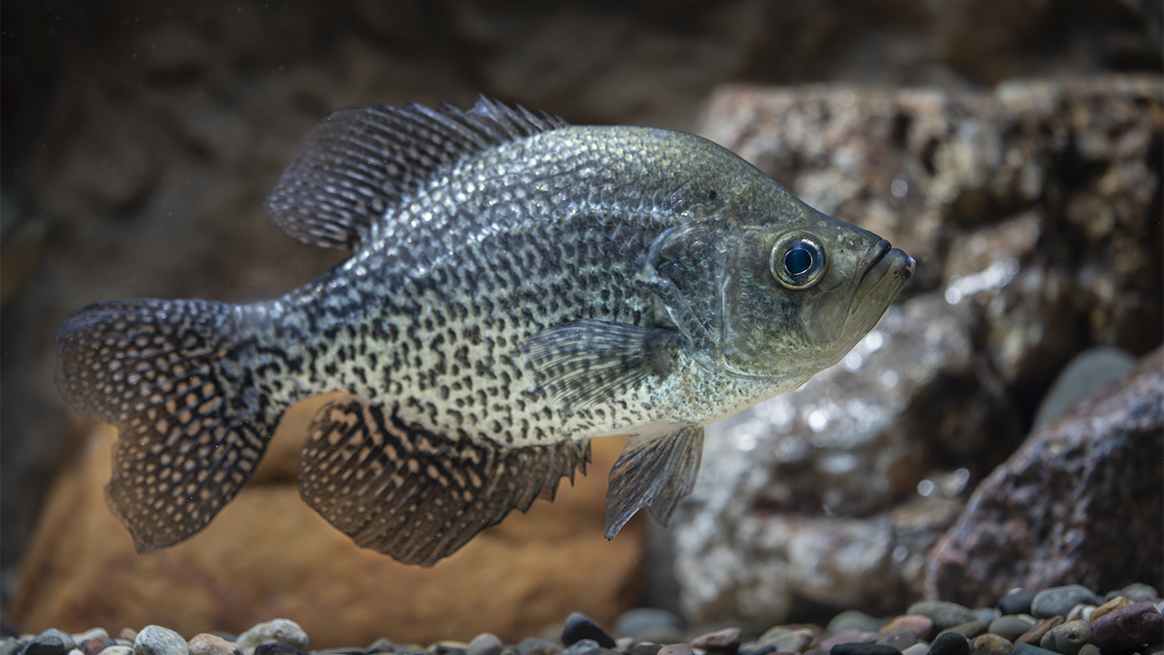 15 surprising facts about crappie