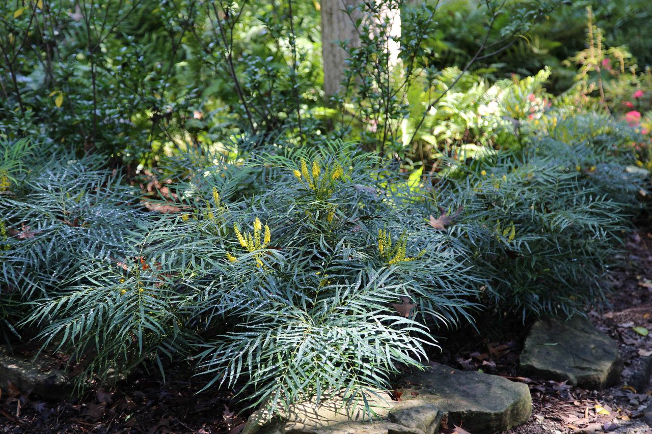 'Soft Caress’ Mahonia