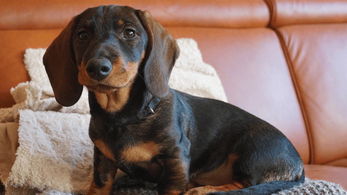 10 things your dog wishes you would stop doing