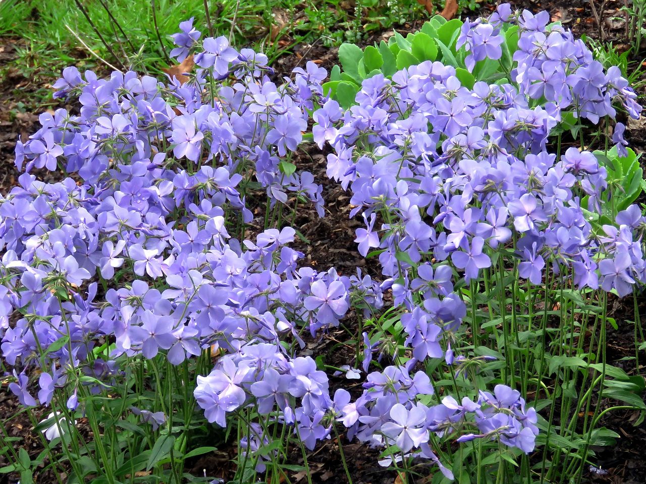 Blue Phlox
