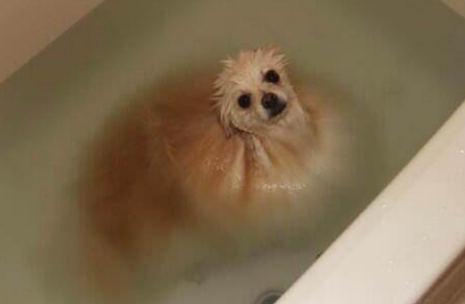 Fluffy dog sitting in a bathtub, wet and looking up with a relaxed expression