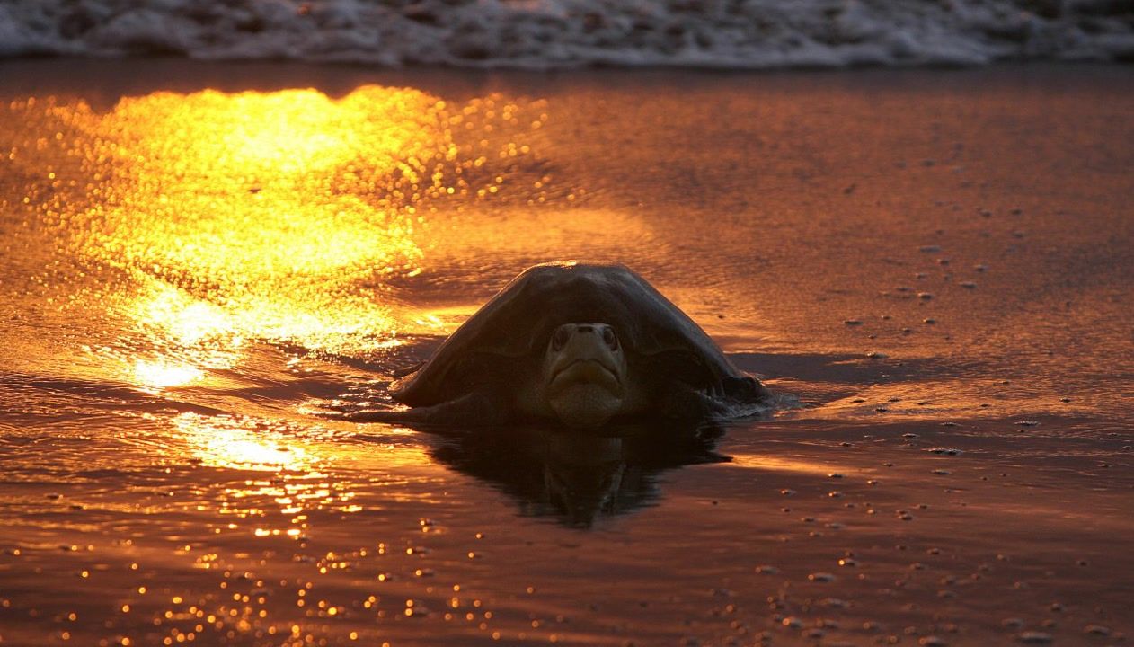 Rescued sea turtle in critical condition at the Houston Zoo