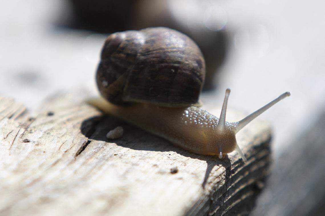 Scientists found a new snail species hiding in Georgia's underground ...