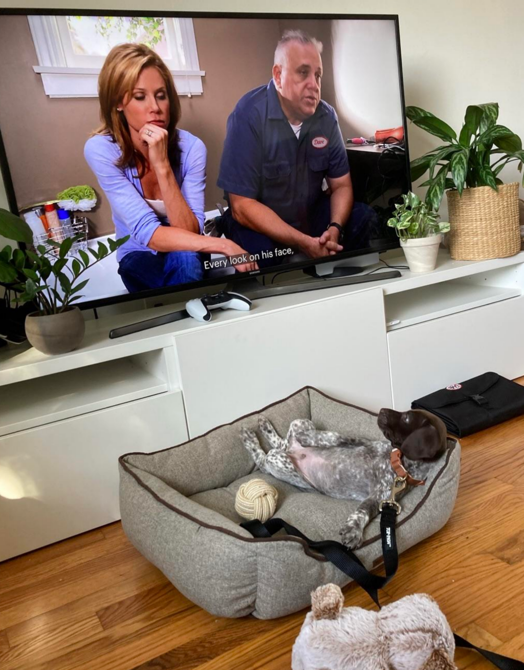 Dog relaxes in a bed, watching TV where two people are having a conversation. Houseplants adorn the room, creating a cozy atmosphere