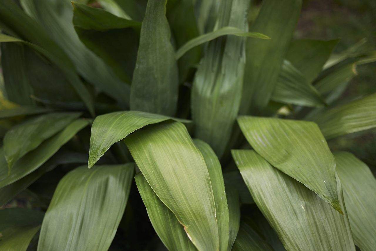 Cast-Iron Plant