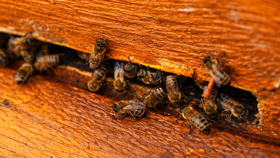 Busy bees moving in and out of a small hidden hive