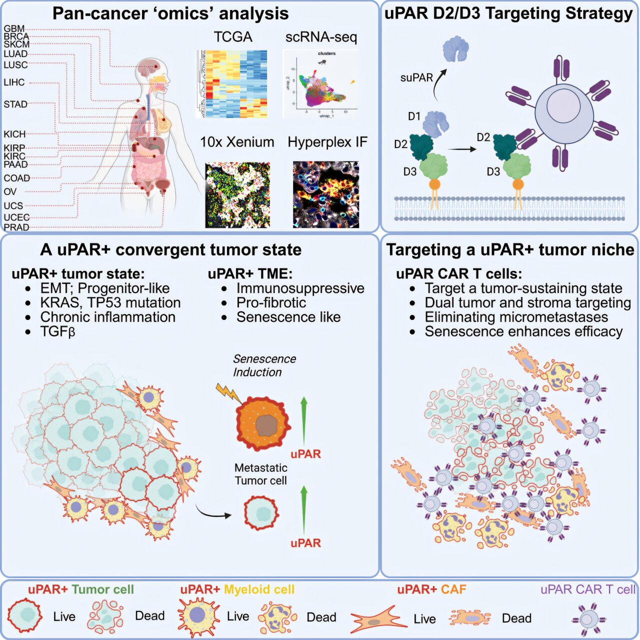 UPAR-targeted CAR T cells shrank solid tumors and cleared metastases in ...