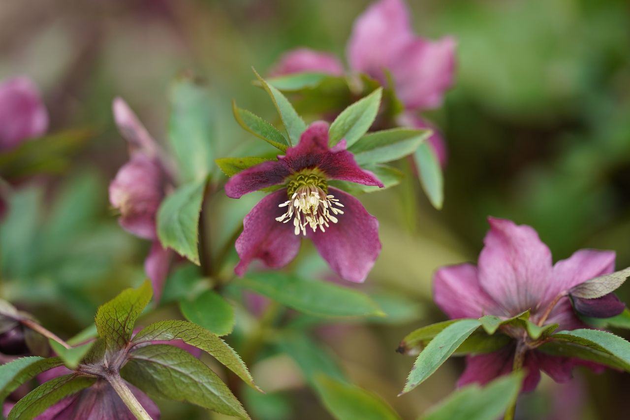 Helleborus Orientalis Red Lady. Helleborus orientalis or Lenten rose. Perennial flowering plant. Species of hellebore in the buttercup family, Ranunculaceae.