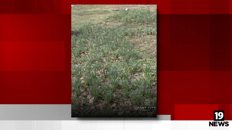 Lake View Cemetery plans restoration after reduced Daffodil Hill bloom