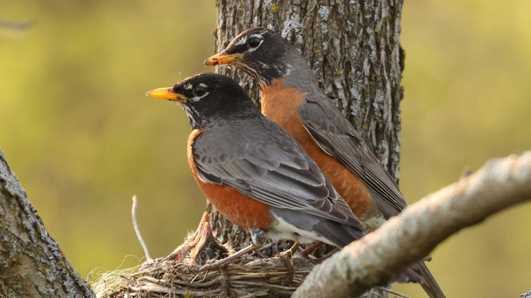 Attract more robins to your yard with these tricks and plants