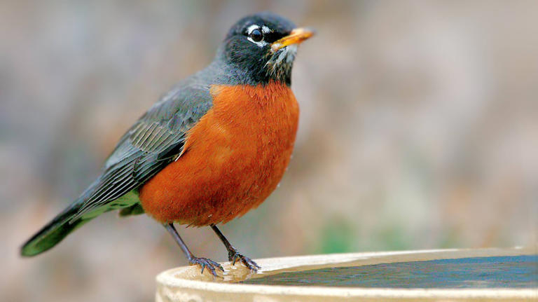 Attract more robins to your yard with these tricks and plants