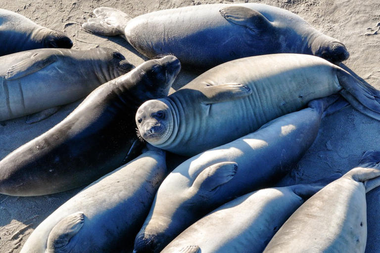 Deadly virus outbreak jumps hundreds of miles across California to ...