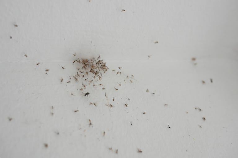 These Gross Sink Bugs Are Back—Here’s How to Stop Them