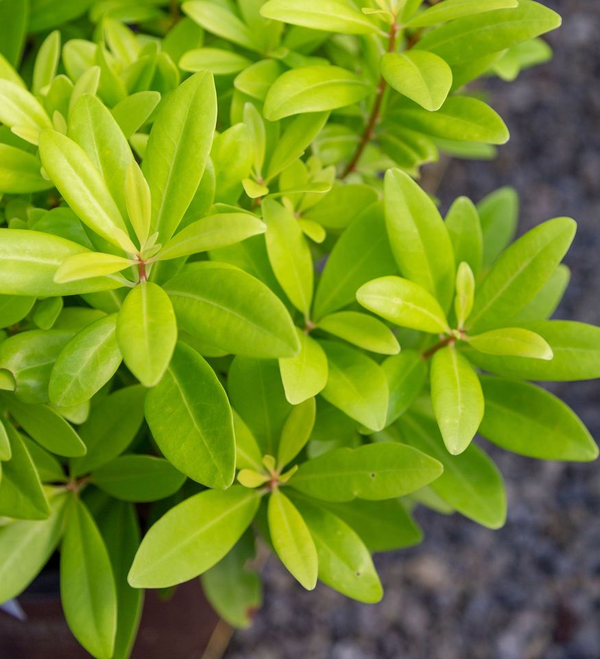 Florida Sunshine Illicium