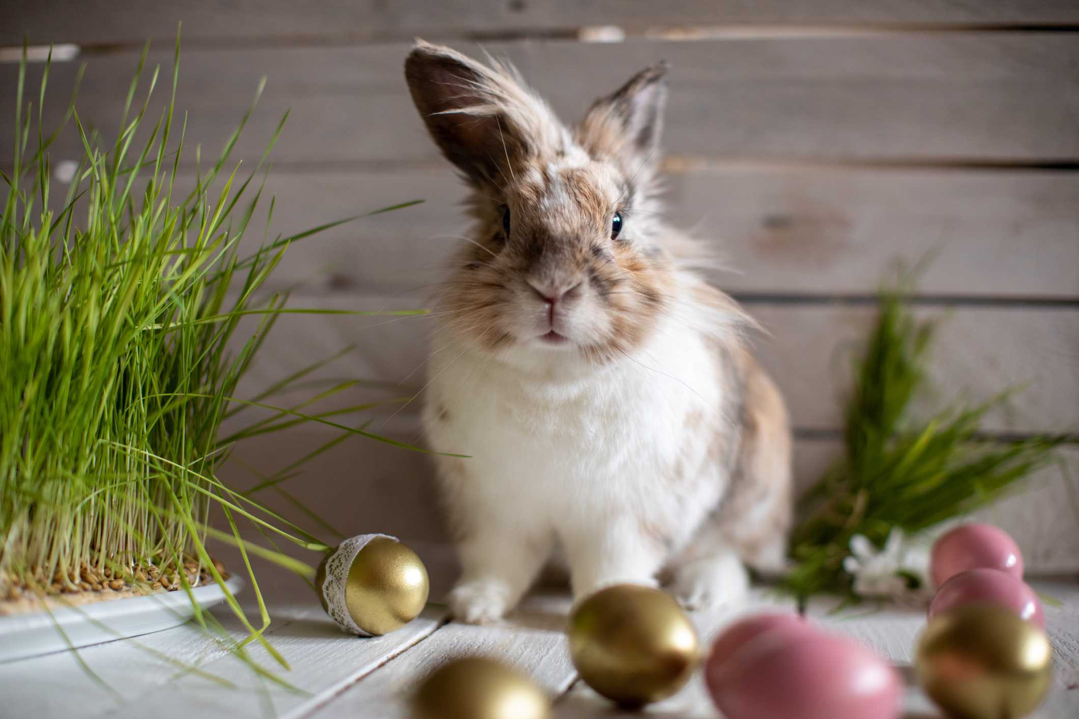 What are the Easter bunny's origins? The history of the famous fluffy bunny