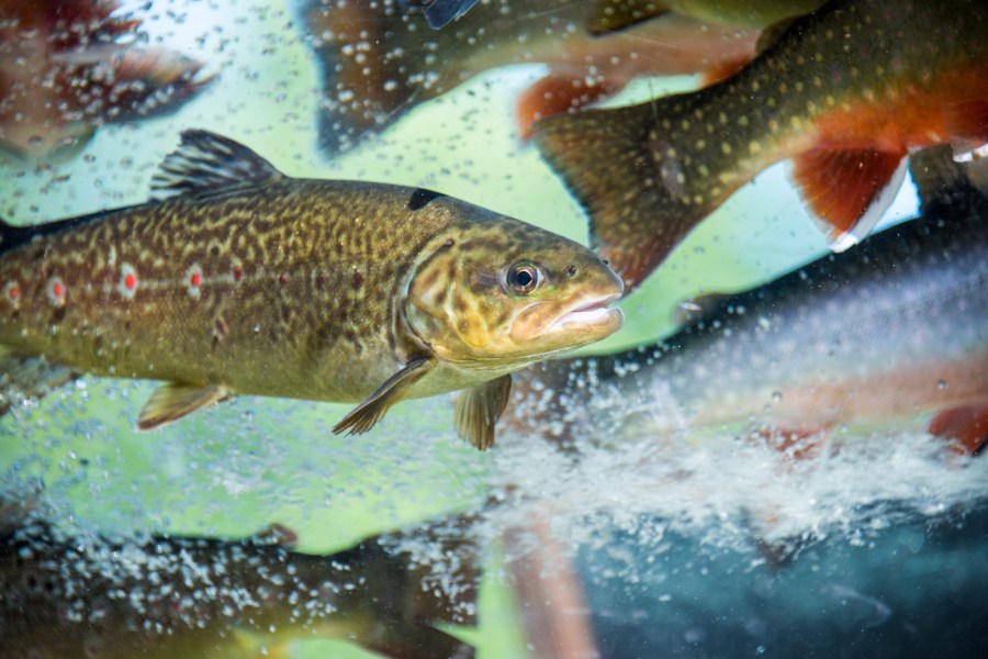 West Virginia fish stocking schedule for March 30