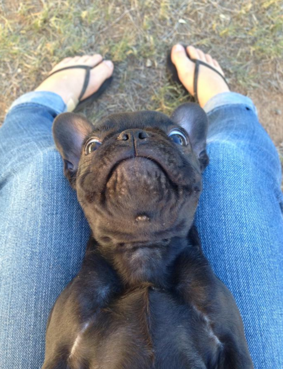 A small dog lies on someone's lap outdoors, looking up with a relaxed, playful expression. The person is wearing jeans and sandals
