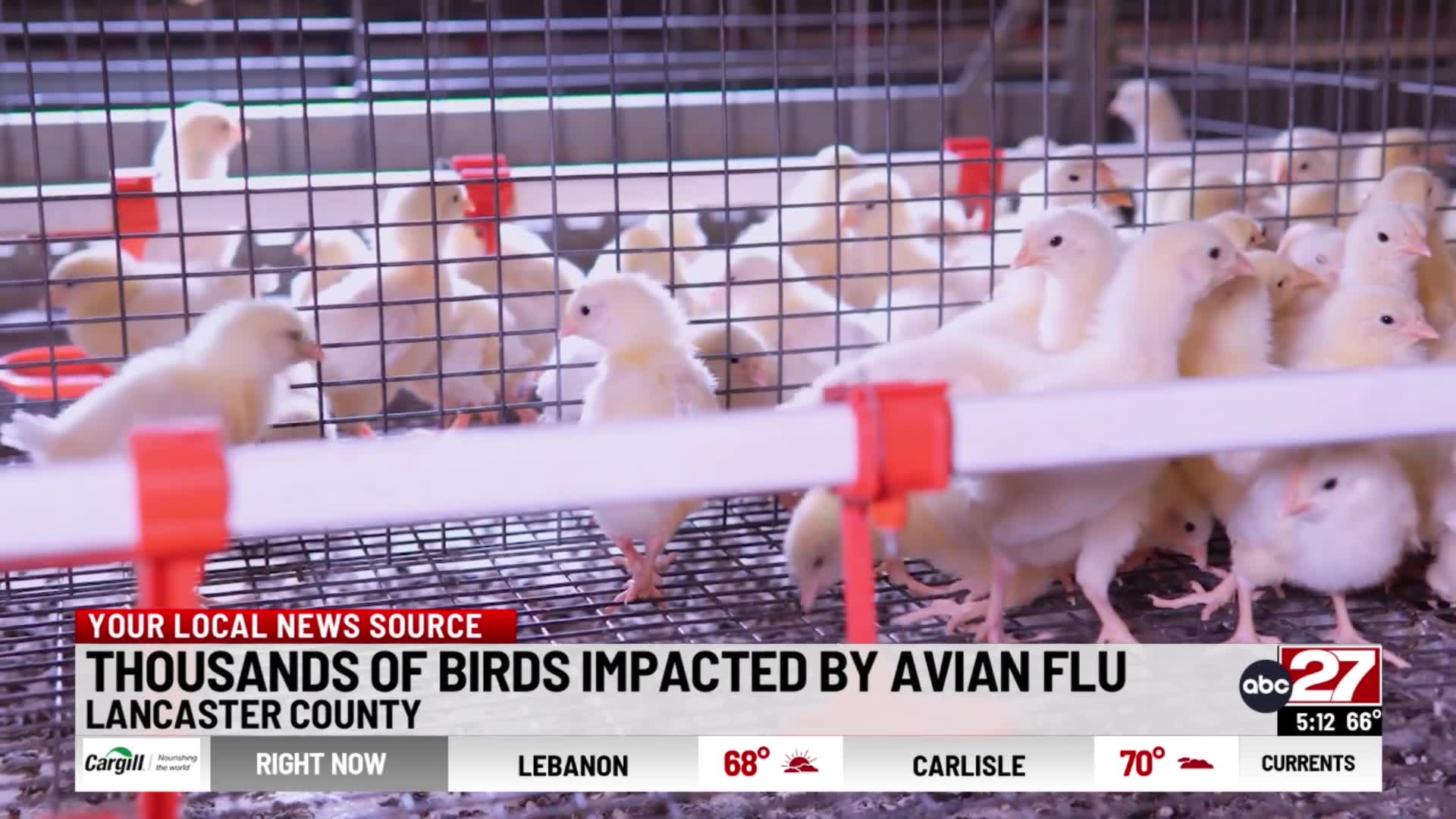 Thousands of birds affected by avian flu in Lancaster County