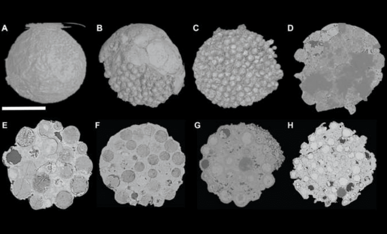 Ancient fossils from southern China reveal startling new clues about ...