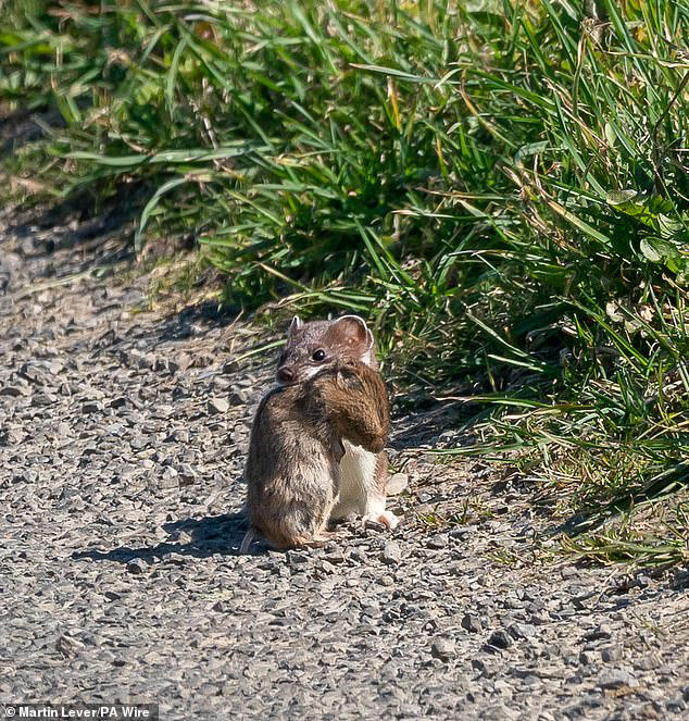 Vole population climbing on Orkney thanks to stoat eradication plan ...