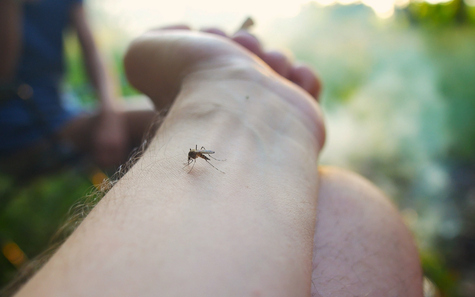 How mosquitoes are helping scientists track elusive wildlife