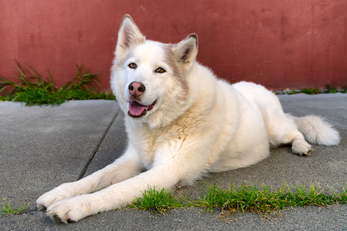 Shelter husky who was almost euthanized gets his freedom ride with his ...
