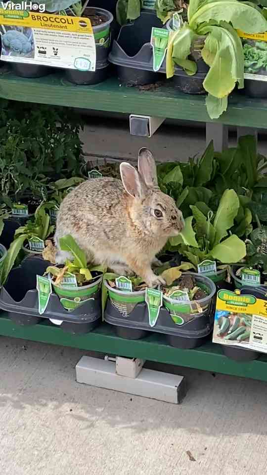Rabbit finds food inside a Walmart store