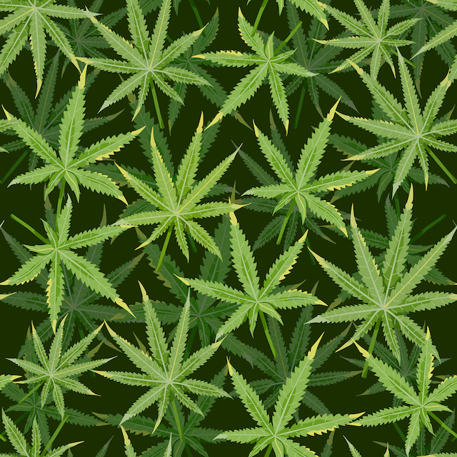 International medical sales surge 43% as GMP certified producer hits ...