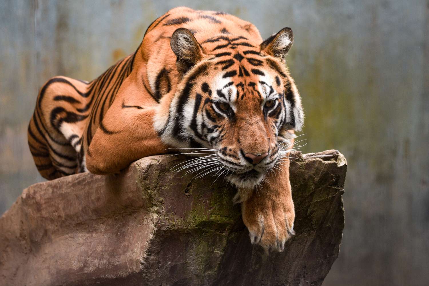 Two endangered Bengal tiger cubs die days apart at zoo after ...