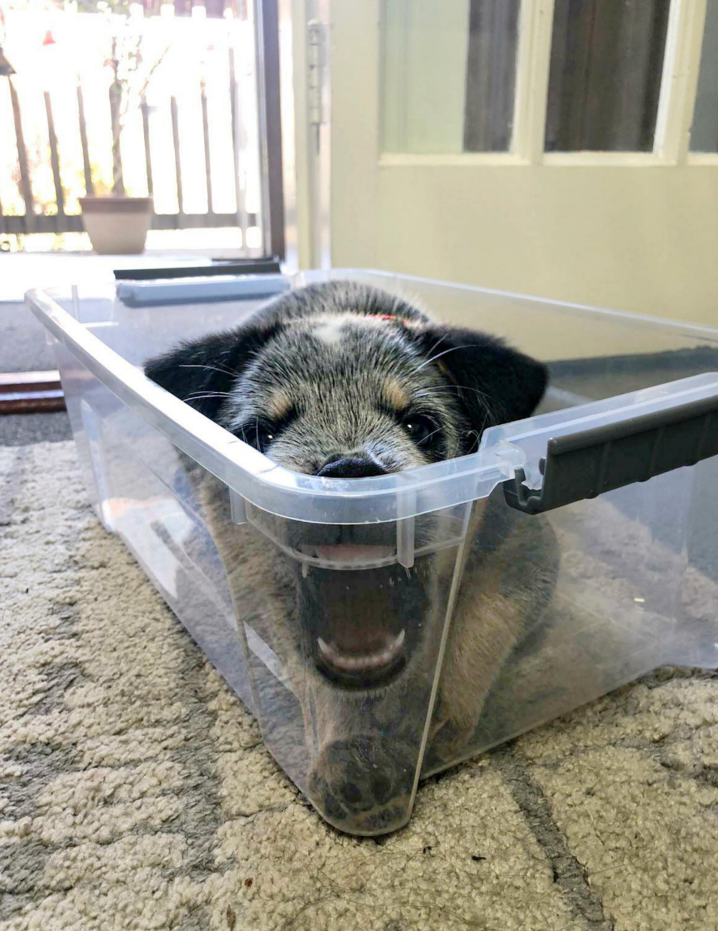 Puppy playfully biting the edge of a clear plastic container, with its front paws inside and an open mouth, indoors on a rug