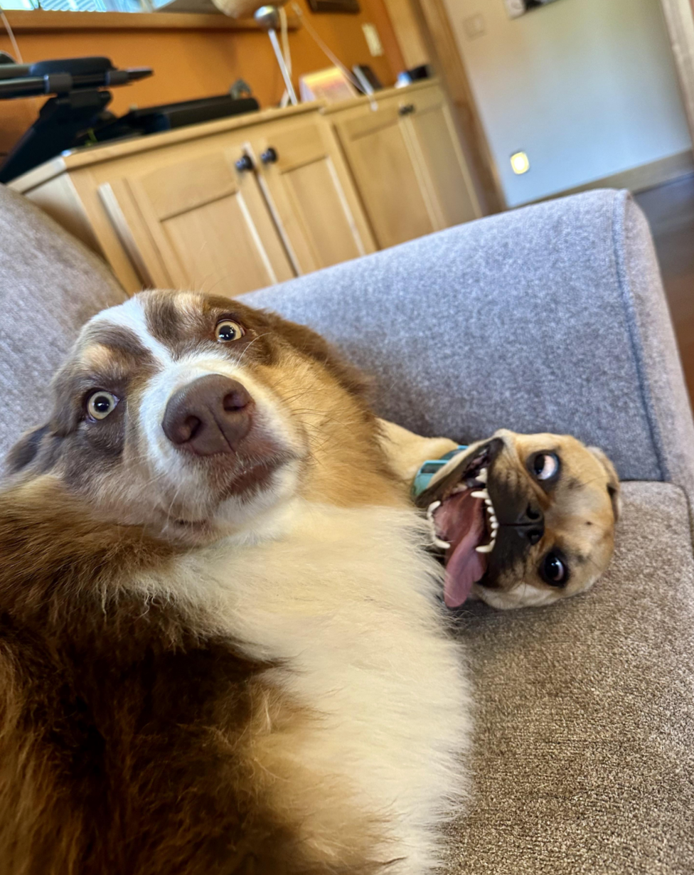 Two dogs on a couch, one with a playful, wide-eyed expression and the other with its tongue out and a cheeky grin