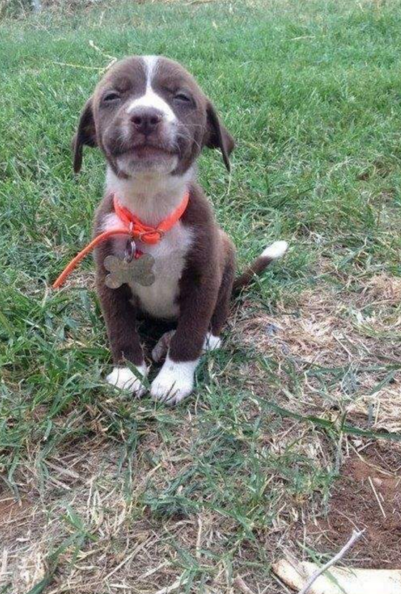 A puppy sits on grass wearing an orange collar with a bone-shaped tag, appearing to smile contentedly