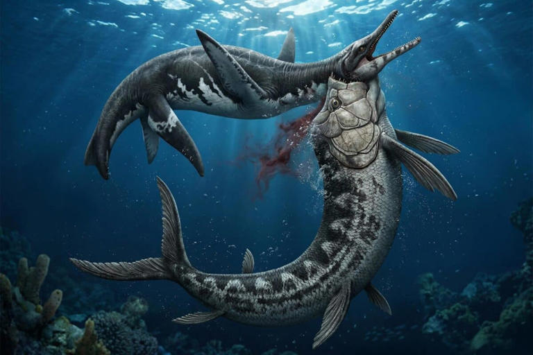 Scientists discover a rare fossil with a tooth from another predator ...