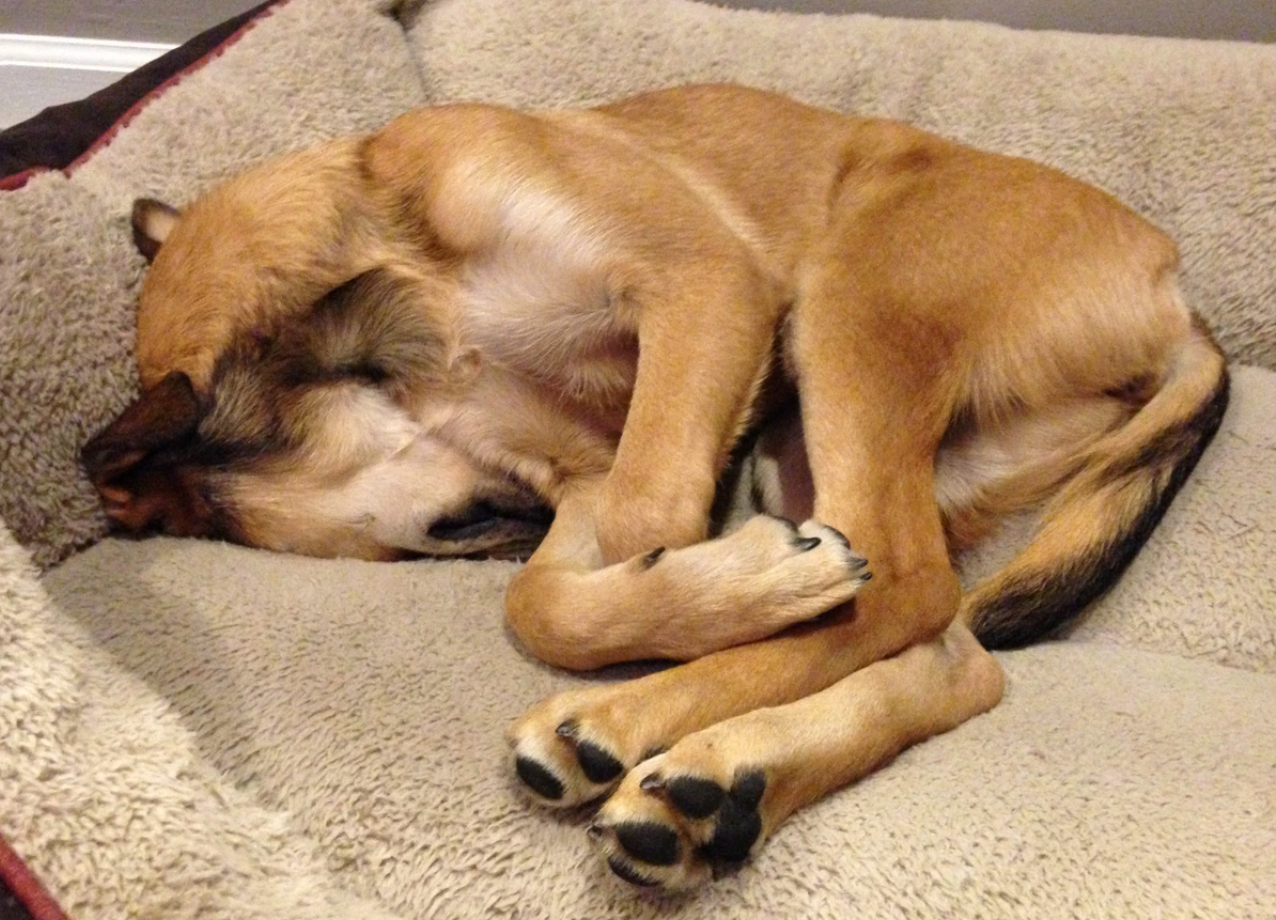A dog is sleeping curled up in a plush bed, appearing comfortable and relaxed