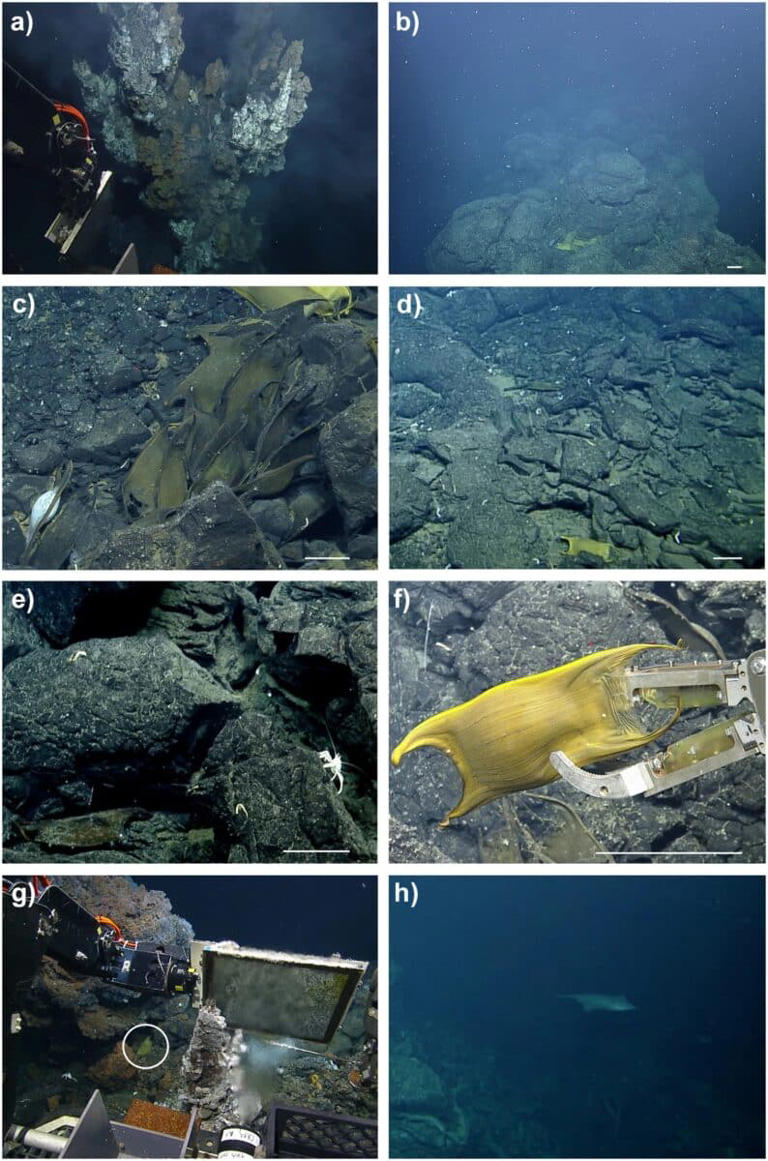 Scientists discover active underwater volcano covered with up to a ...