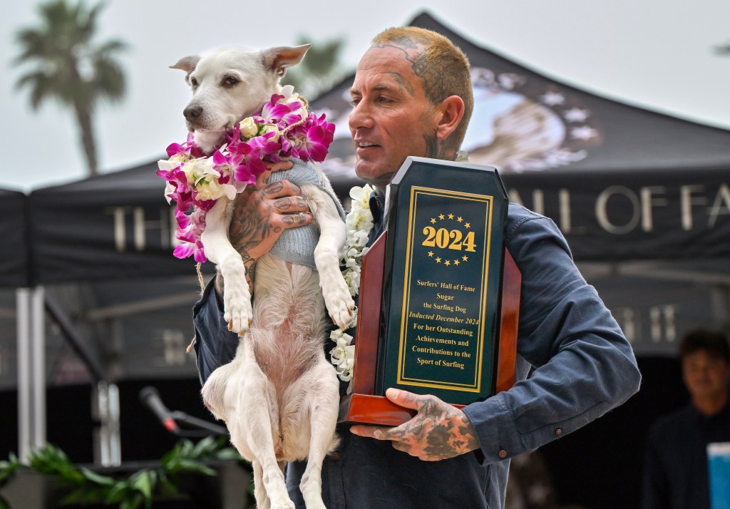 Sugar the surfing dog, dubbed 'true local legend,' dies following ...