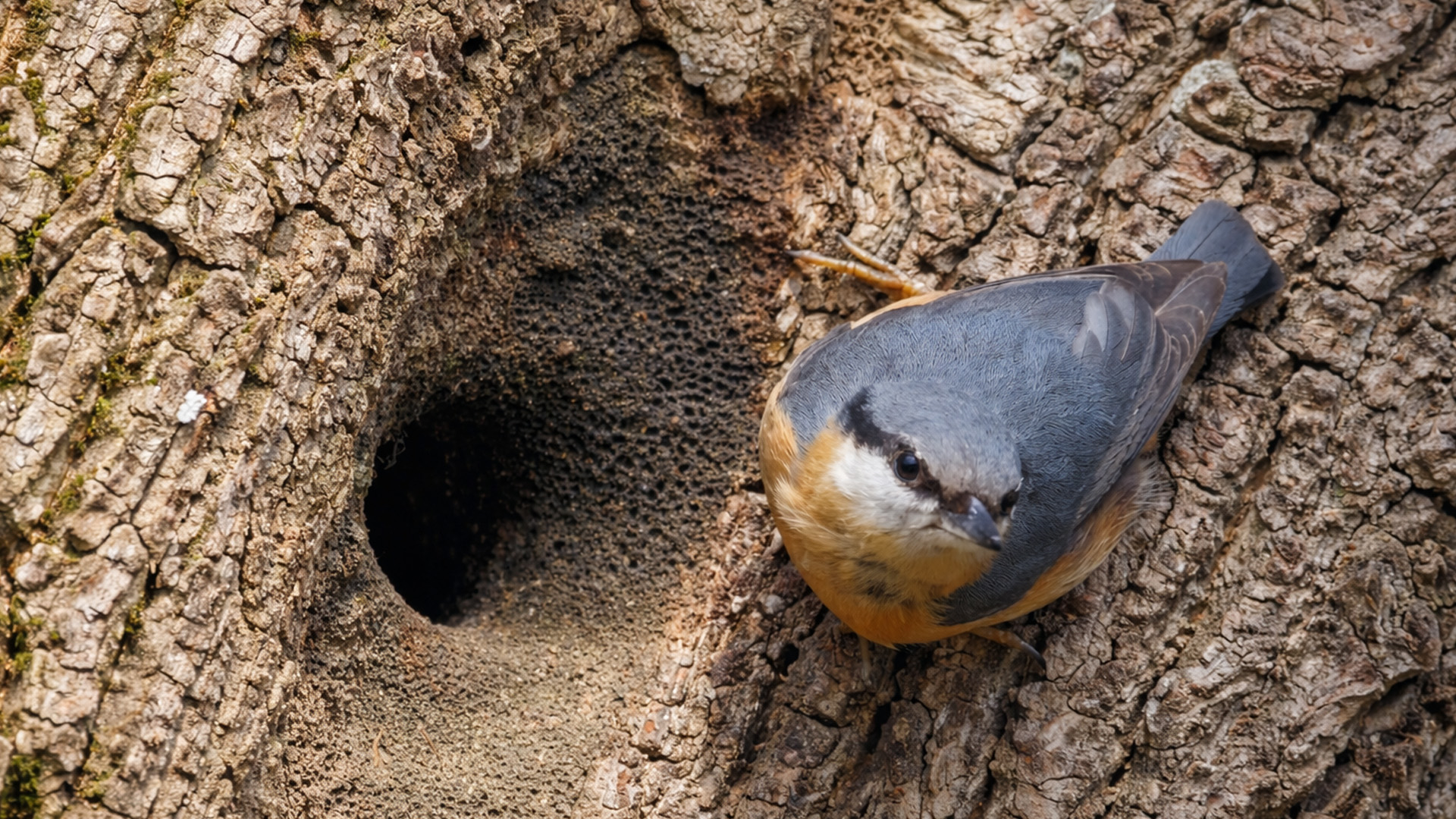 Trail camera records a bird visiting its nesting spot