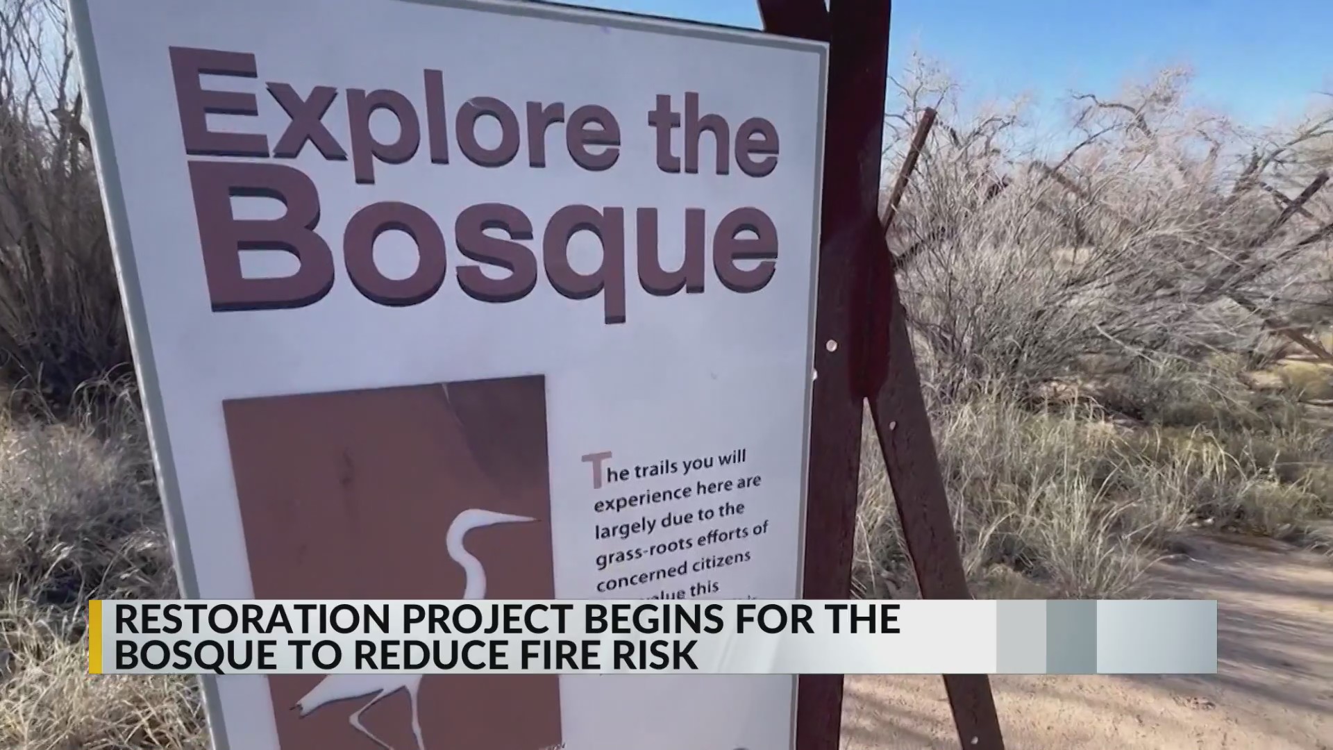 Restoration work begins to reduce fire risk in the Bosque in Albuquerque