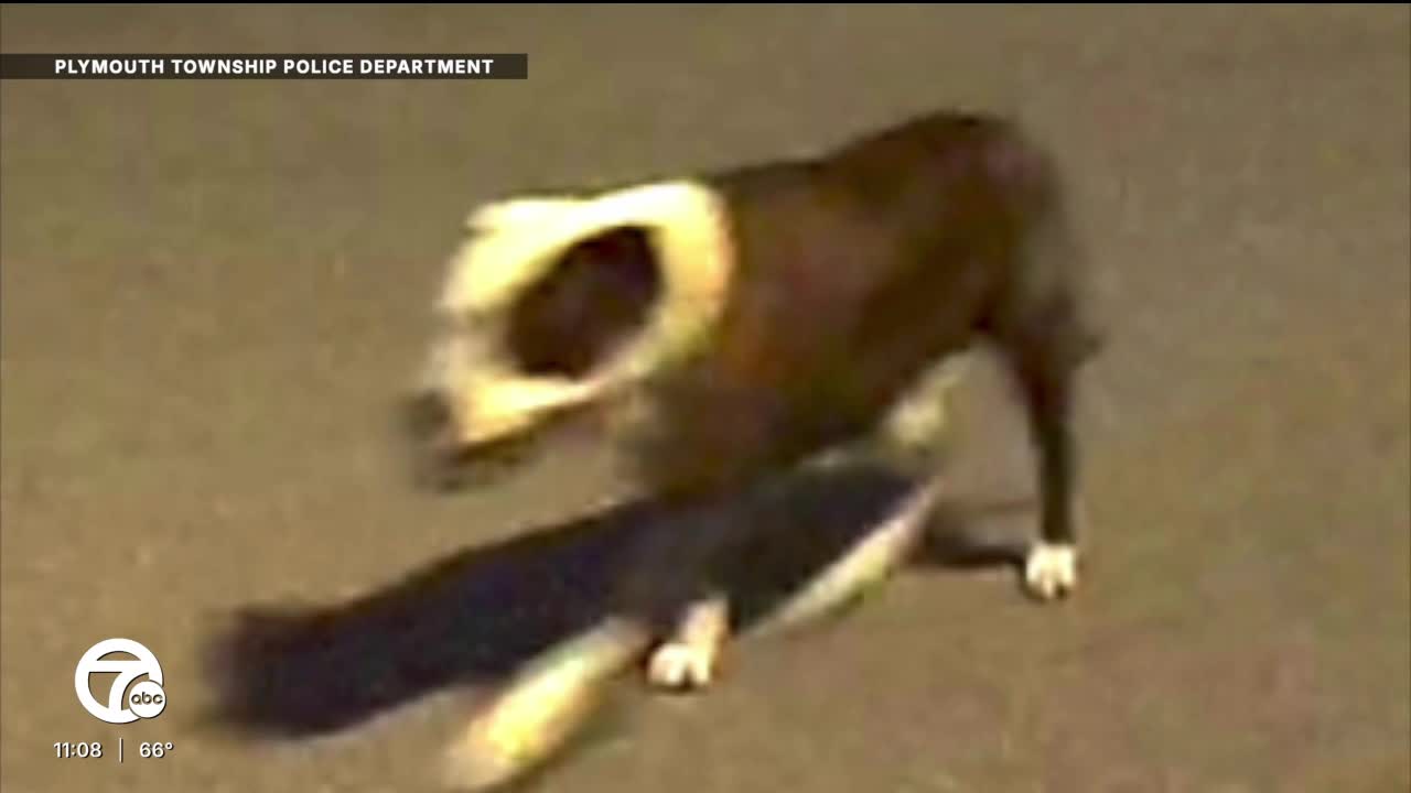 Pit bull sought after vicious attack on jogger in Plymouth Township ...
