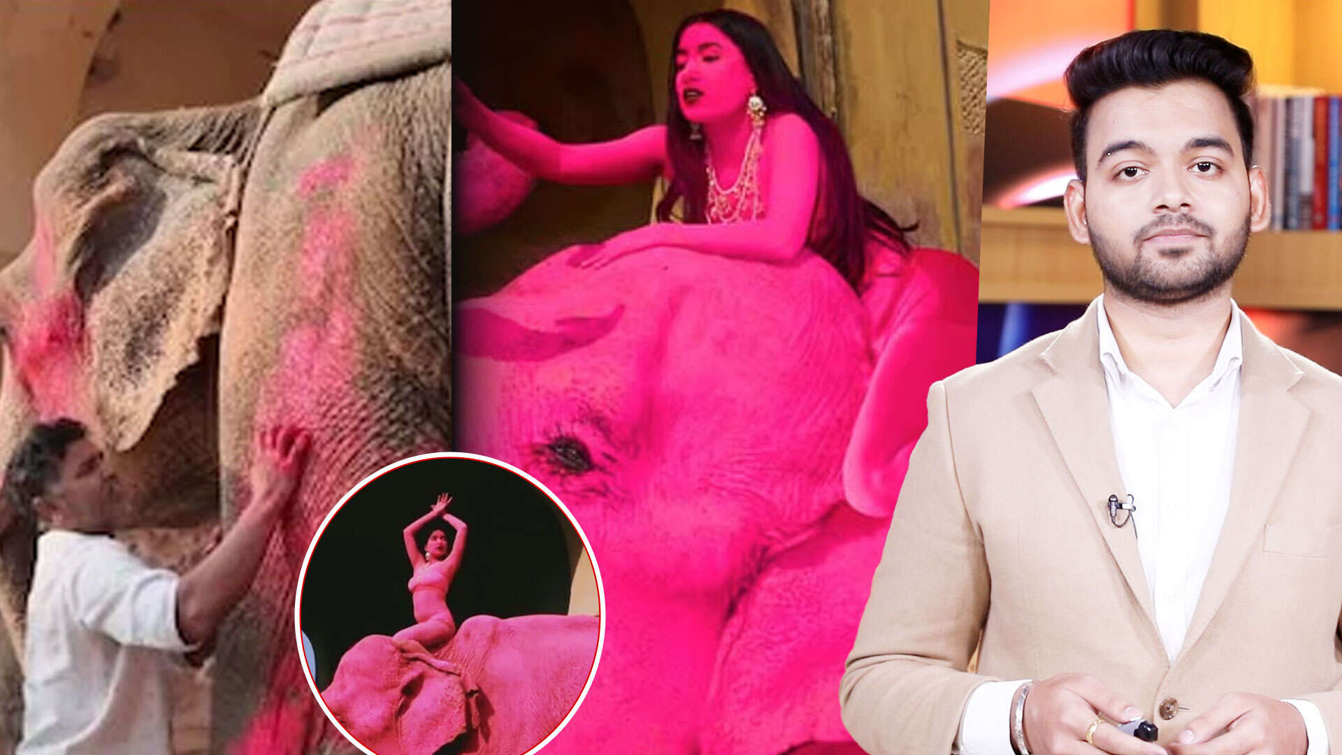 When art crosses the line: Pink elephant's death after Russian artist's ...