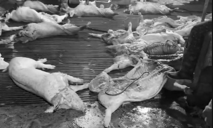 Thủ tướng yêu cầu chấn chỉnh công tác kiểm dịch của lực lượng thú y