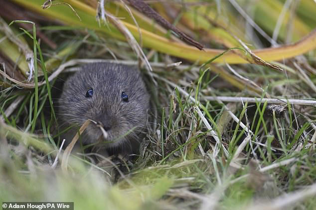 Vole population climbing on Orkney thanks to stoat eradication plan ...