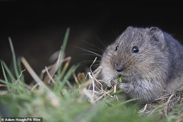 Vole population climbing on Orkney thanks to stoat eradication plan ...