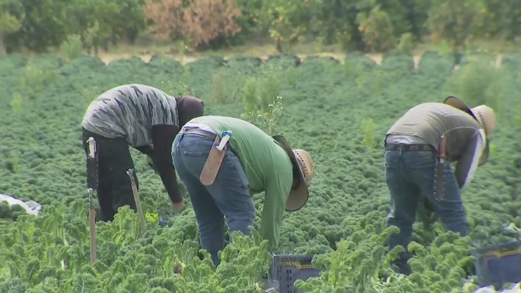 LA County Farmworkers Day highlights demanding labor and workers who do it