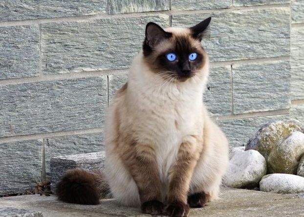 Tak perlu panik lagi, ini dia tips mencari kucing yang hilang dan tak ...